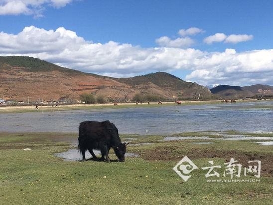 香格里拉帕纳海湿地公园