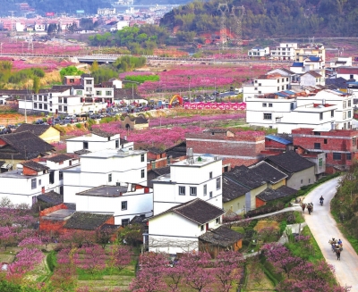 ▲桃花盛开的虎头畲族村。