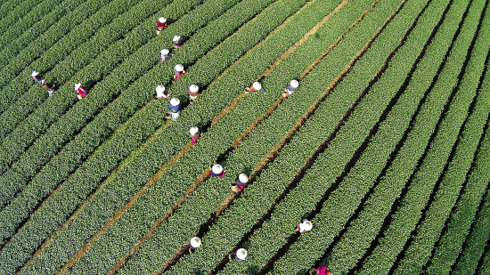 广东茶商遭遇西湖龙井钓鱼式维权?|公证|公证书