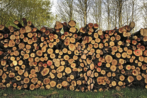 德国人体彩绘艺术家展露隐形绝技。（网页截图）