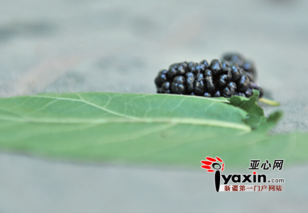 和平南路的桑葚熟了，果实落在地上。亚心网记者豆兴军摄