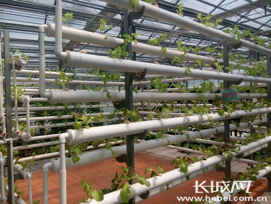 全国网媒记者走进呼和浩特现代化农业示范园|