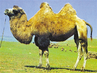 MERS疫情下 骆驼奶能买吗?