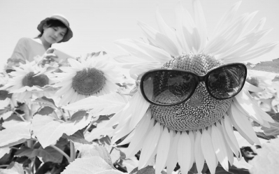 22日,在河北省广平县南阳堡镇南刘村,游客在油葵花丛中拍照。