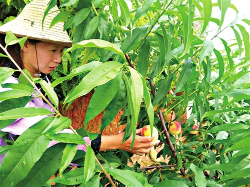 果农在检查白凤桃
