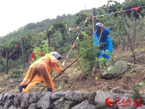 舟山:台风过后自救忙(组图)|救灾|灾情