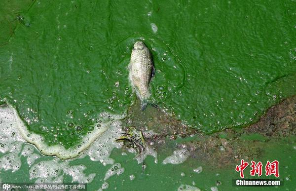昆明滇池外海蓝藻爆发 大量死鱼漂浮水面|蓝藻|云南省_凤凰财经