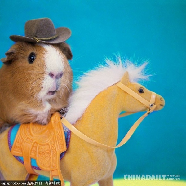 当地时间2015年7月14日报道，近日在社交网站Instagram上，有两只可爱的天竺鼠变身最时尚的Cosplay玩家，呆萌惹人爱，赢得了众多粉丝。（图片来源：SIPA）