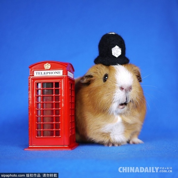 当地时间2015年7月14日报道，近日在社交网站Instagram上，有两只可爱的天竺鼠变身最时尚的Cosplay玩家，呆萌惹人爱，赢得了众多粉丝。（图片来源：SIPA）