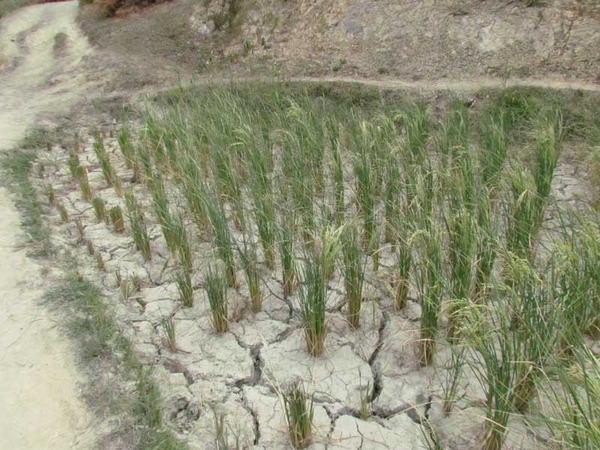 河北入汛以来降水异常偏少 局部地区存在旱情