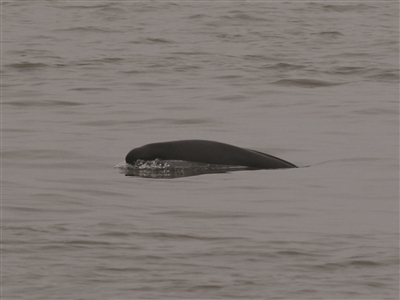 市民租船放生鱼儿 引来江豚争抢觅食|长江|江水