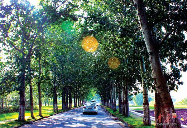 绿色走廊 姚庆钧 摄