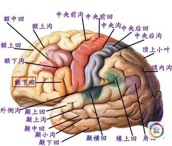 客户端了解,"额下回"是大脑皮层的一部分,其中包含处理语言的布洛卡区