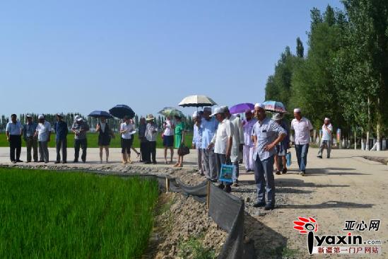 2015新疆乌苏啤酒节四棵树镇分会场回民美食文化旅游节开幕