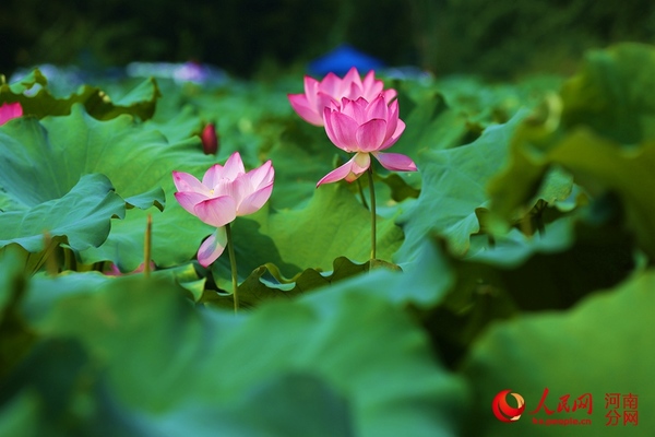 村头的荷花开得正艳