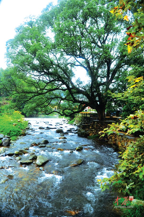陆联村千年香樟树