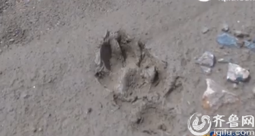 济南全运村山上疑似“熊出没” 体型肥硕吓跑拾荒者