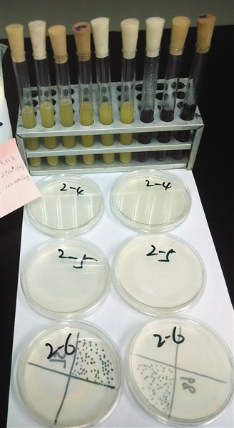 “暴利”诱惑下现挤牛奶违规售卖奶贩子出没其