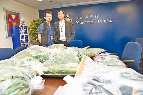 警方毒品调查科展示在八乡大麻种植场检获的大麻植物及大麻花。《文汇报》