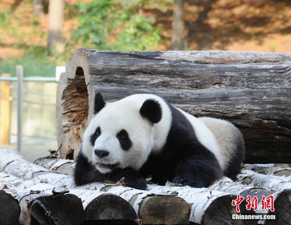 中国首次北方高纬度地区饲养熊猫的名字确定|