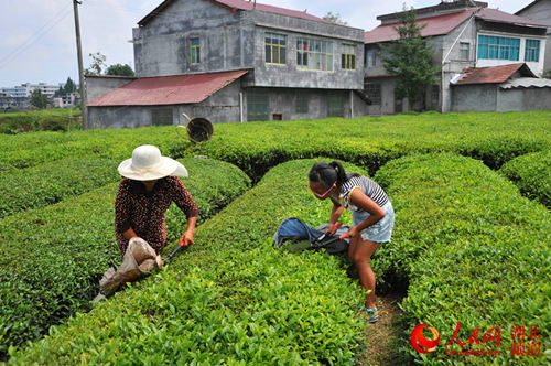 鹤峰县走马镇古城村茶园，一名小学生正在帮奶奶采茶