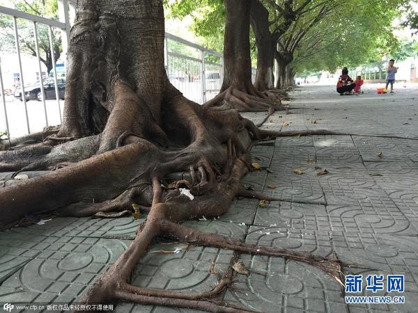 2015年8月22日,广东深圳,龙岗区坪地镇兴华路,人行道上的数十棵大榕树树根在地板砖缝隙里伸展,长成了地板砖的形状。图片来源:cfp