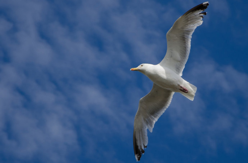 “霸道”海鸥来势汹汹 英民众望而却步奇招应对|海鸥|足球_凤凰资讯
