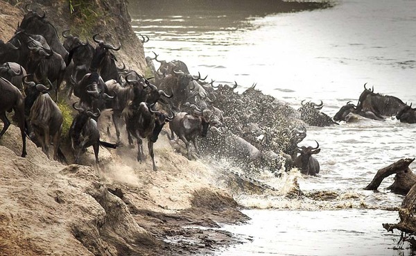 实拍肯尼亚角马过河遭巨鳄扑杀激烈瞬间(高清