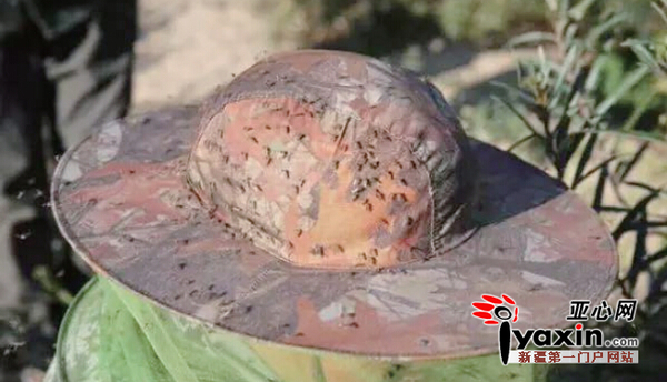 职工防蚊帽上的蚊虫。图/百度