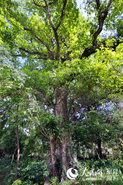 山杜英王，位于邵武市水北镇龙斗村巴坑小组。庄晨辉 摄