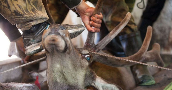 实拍血腥割鹿角：疼痛相当于砍掉人手 每年一次
