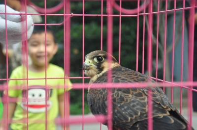 登封田间救怪鸟