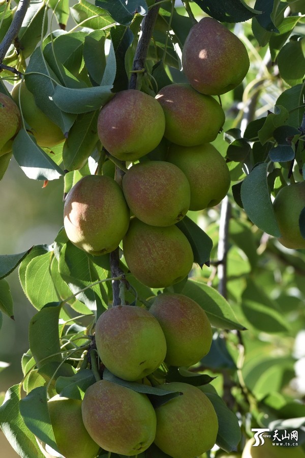 库尔勒香梨（2015年9月6日上午摄）