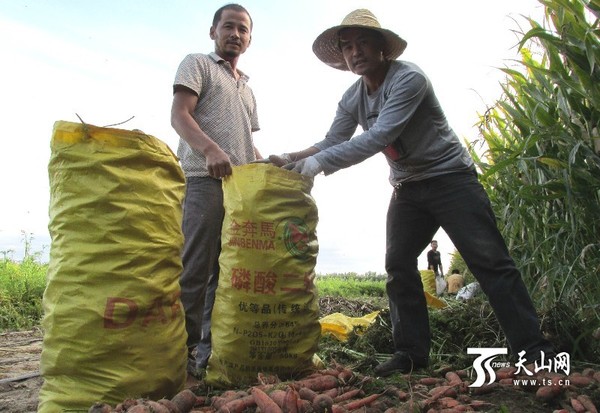 9月4日，裕民县吉也克镇吉也克村村民在田间收获黄萝卜。