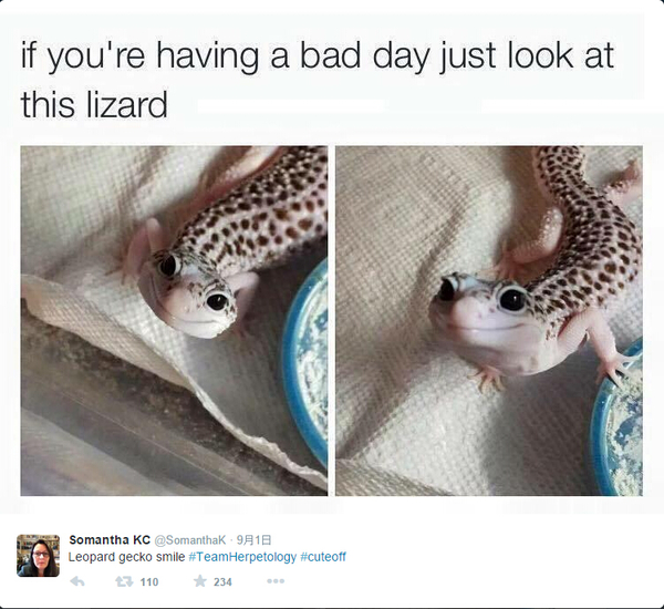 参与者上传的动物萌照。（网页截图）