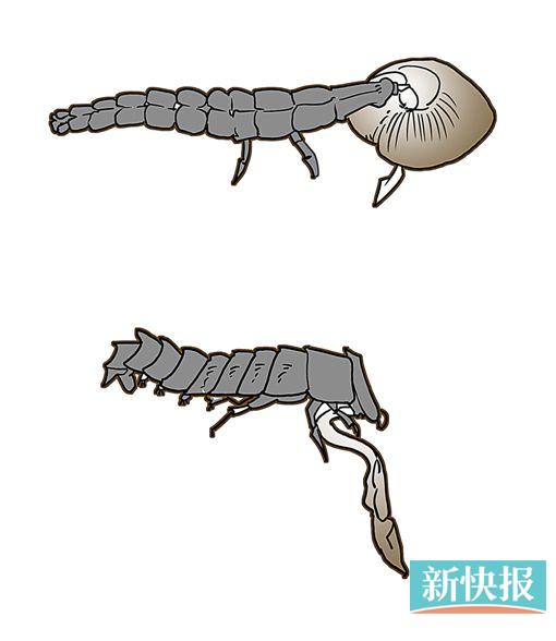 ●大陆窗萤幼虫在捕食蜗牛,萤火虫幼虫以蜗牛为食,一开始,南湖游乐园里并没有很多蜗牛,为了给萤火虫提供足够的口粮,许松和他的团队们花费了大量的时间去野外采集小蜗牛。