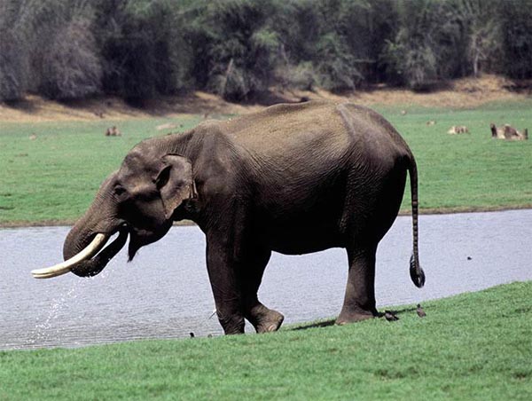 中国工程师在印度遭野象攻击内伤严重不幸身亡