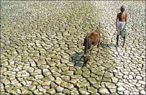 印度马哈拉施特拉邦遭受旱灾，今年以来已有628人自杀。（资料图）