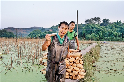 ?合川太和微企平清蔬菜种植场，莲藕喜获丰收。