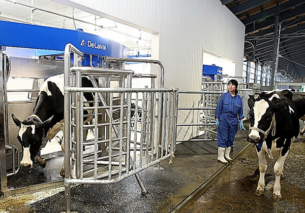 挤完奶后,奶牛从栅栏中走出(网页截图)