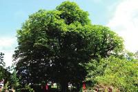 铜川挂牌保护577棵古树|古树|林业局_凤凰资讯