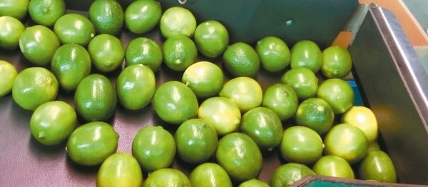 网络疯传喝柠檬汁可驱除登革热病毒。图片来源：台《联合报》