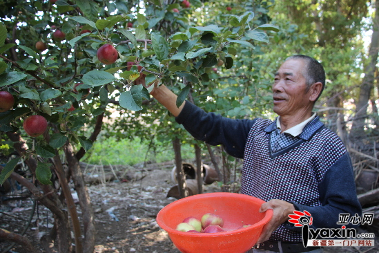9月14日，察汗托海牧场克什玛布拉克村民正采摘苹果