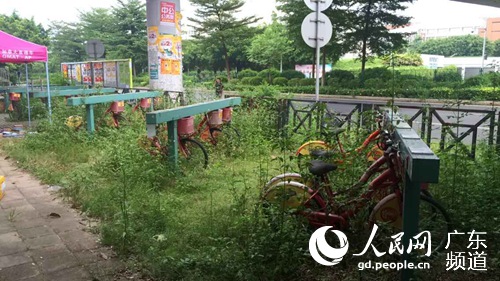 华南理工大学大学城校区附近的一处公共自行车站场杂草丛生。这里张贴的通告显示，此站场因供电故障，暂停借还公共自行车。钟哲 摄