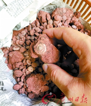 　　图片均为赵先生找到的类似蜗牛的化石。