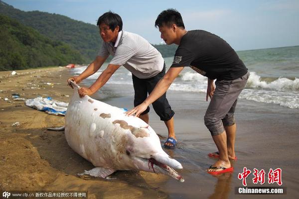 深圳海滩现<em>中华白海豚</em> 受伤后<em>搁浅</em>沙滩死亡|海