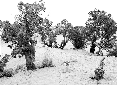 左图：格尔木市内的公共绿地。