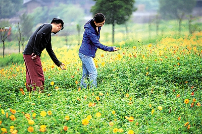 有游客提前到驿都花海赏花。