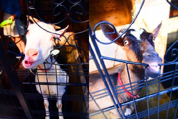 山羊咖啡馆的两位“镇店之宝”小黑和小白（网页截图）