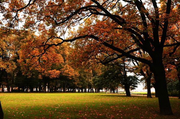 秋日金色的圣彼得堡正是一年中最美的样子(网页截图)